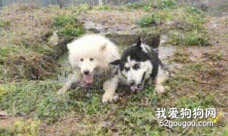 二哈和薩摩耶同時掉進糞坑，猶豫先救誰時，二哈...