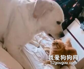 橘貓想擼狗卻被無情拒絕，貓：我活的如此卑微