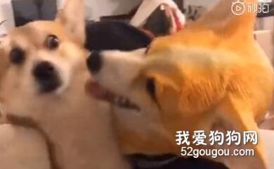 主人戴上柯基頭套，結果家里柯基看到后，嚇傻了......
