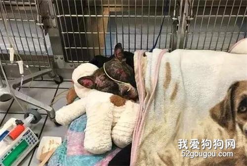 狗狗被綁欄桿放火焚燒，雖然很痛但它卻努力站起了身……