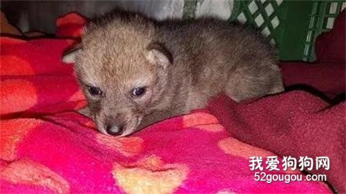 網友撿到一只走失小狗送到警局，專業人士立刻發現：這貨不是狗！