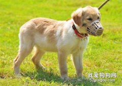 狗狗出門戴嘴套的好處有哪些?