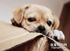 狗狗不愛吃飯的原因有哪些?