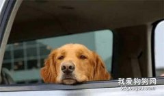 為什么很多狗狗不喜歡坐車？