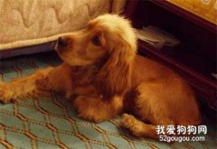 如何讓可卡犬適應新環境