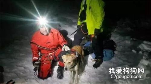 掉落12米深的冰隙中，狗狗還能生還嗎？