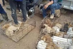 你還在食用來路不明的狗子么？你還在每天以“道德綁架”來回擊愛狗人士么？