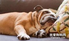 狗狗打呼嚕也可能是危險警報！這三個情況你一定要注意！