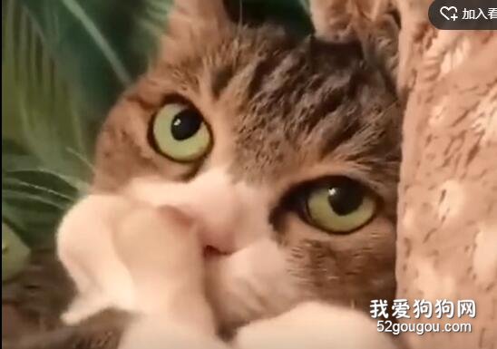這只貓抱著自己的腳腳一直吸，還吸得很開心，讓人看餓了都...