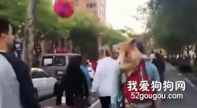 帶柯基上班，它一路跟人賣萌搭訕，竟然還引來小哥哥...