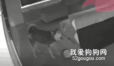 樓下傳來狗子的陣陣哀鳴，打開監控一看，主人哭了...