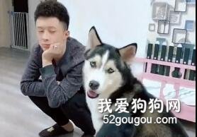 親身示范教哈士奇撿臭襪子，它看見后，驚呆了...