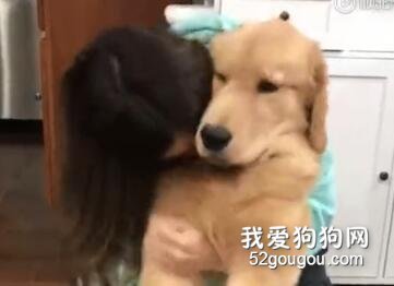 鏟屎官示范吸狗的標準動作，可大金毛：這份愛令狗窒息！