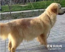 金毛意外懷孕，不知道爸爸是誰，直到寶寶出生后....