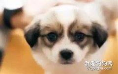希望這些丟棄狗狗的理由，你永遠都不會說出...