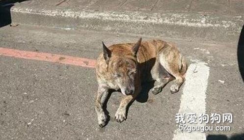 為了等主人，它流浪四年拒絕被收養，網友憤怒發帖：你快回來！