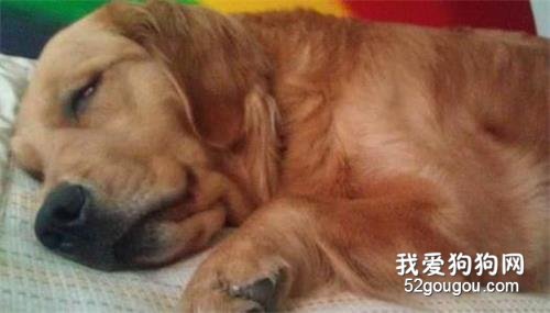 主人，我最后陪你散一次步吧......