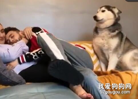 當二哈和女朋友同時向你撒嬌，你該怎么辦？
