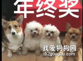 狗子竟收到全景天窗豪華單人間的年終獎！