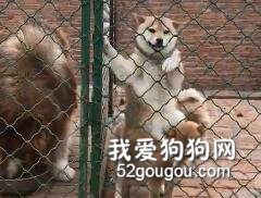 笑尿！柴柴爬籠子想越獄，結果一失足……