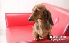 臘腸犬的護理常識