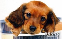 臘腸犬打架厲害嗎？