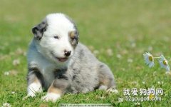 犬直腸脫出的病因
