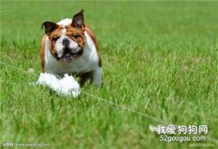 犬直腸脫出的癥狀