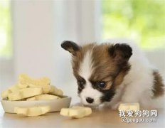 犬直腸脫出的治療原則