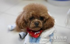 如何處理犬腸套疊