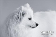犬腸套疊的病因