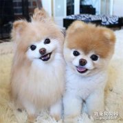 引起狗狗翻腸子的幾種原因