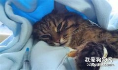 貓咪直腸脫的治療方法