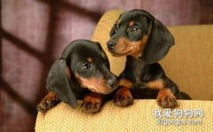 臘腸犬容易生哪些病？