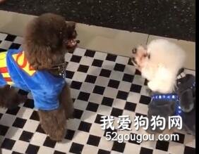 主人簡直就是狗子的勇氣來源！有主人在，天不怕地不怕！