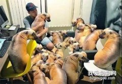 送給狗子一屋子的充氣娃娃，它卻...