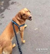 狗和貓的差異，只有養過的人才懂的無奈...