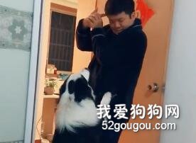 鏟屎官用手指槍“自殺”，結果把邊牧嚇哭了：不要開槍...