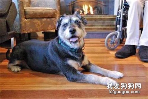 老人身患重病，唯一心愿就是給狗狗找個家，他：我想走的安心！