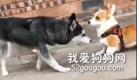 柯基和哈士奇尬舞，高手遇到高手，場面莫名滑稽