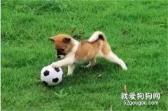 7件讓狗狗幸福感爆棚的事情，你做過幾件？