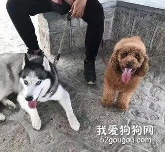 狗子抓門框求救“快放我出去”，鏟屎官傻眼：這門開著呢...