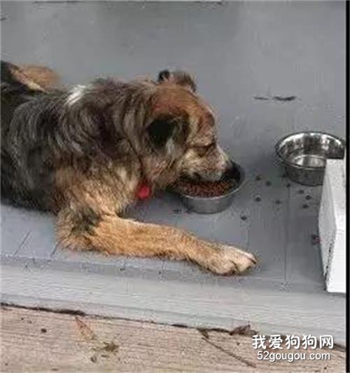 陪撿到的狗狗玩了一天，剛送走，它又把主人扔了...