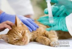 人类感冒药能用来医治猫咪吗?