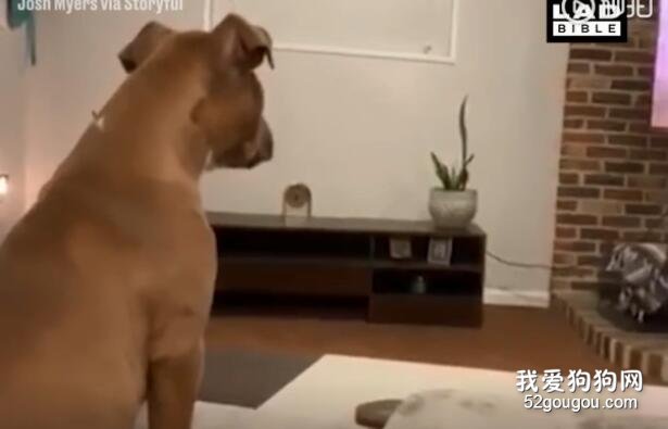 4個月大的狗狗看獅子王，情到深處竟然看哭了：辛巴沒爸爸了...