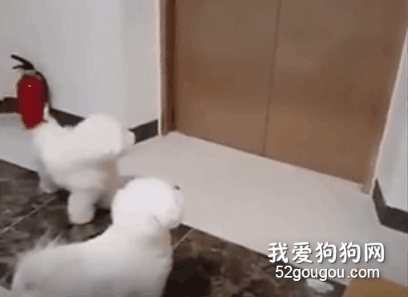 電梯門口站了兩只小比熊，以為是在等主人，結果...