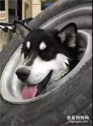 雪橇犬被輪胎卡住，警察、醫生都束手無策，最后...