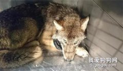 看灰狗被困冰水，三人心軟救起送醫，可專家：這不是狗...