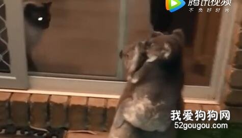 網友家后院突然闖進一對考拉母子，竟只是來看看貓，而貓的反應...