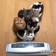 家里暖氣一打開，一群貓就這樣擠了過來，可愛死了...